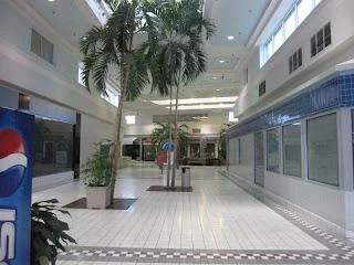 A large palm tree in a mall.