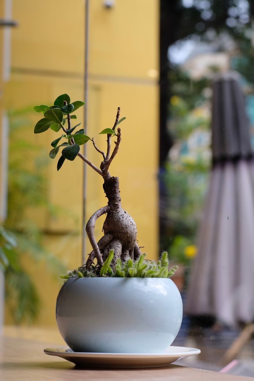 A plant is a slow sculpture