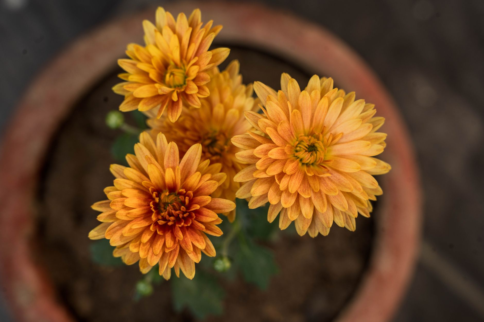 Rust chrysanthemum, marigold, toffee rose